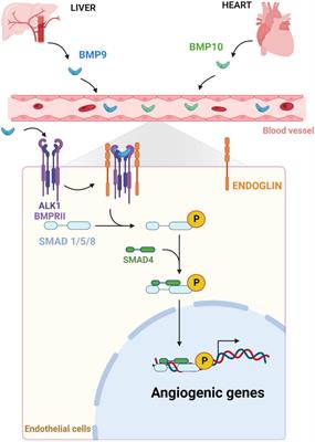 Brain arteriovenous malformation in hereditary hemorrhagic telangiectasia: Recent advances in cellular and molecular mechanisms